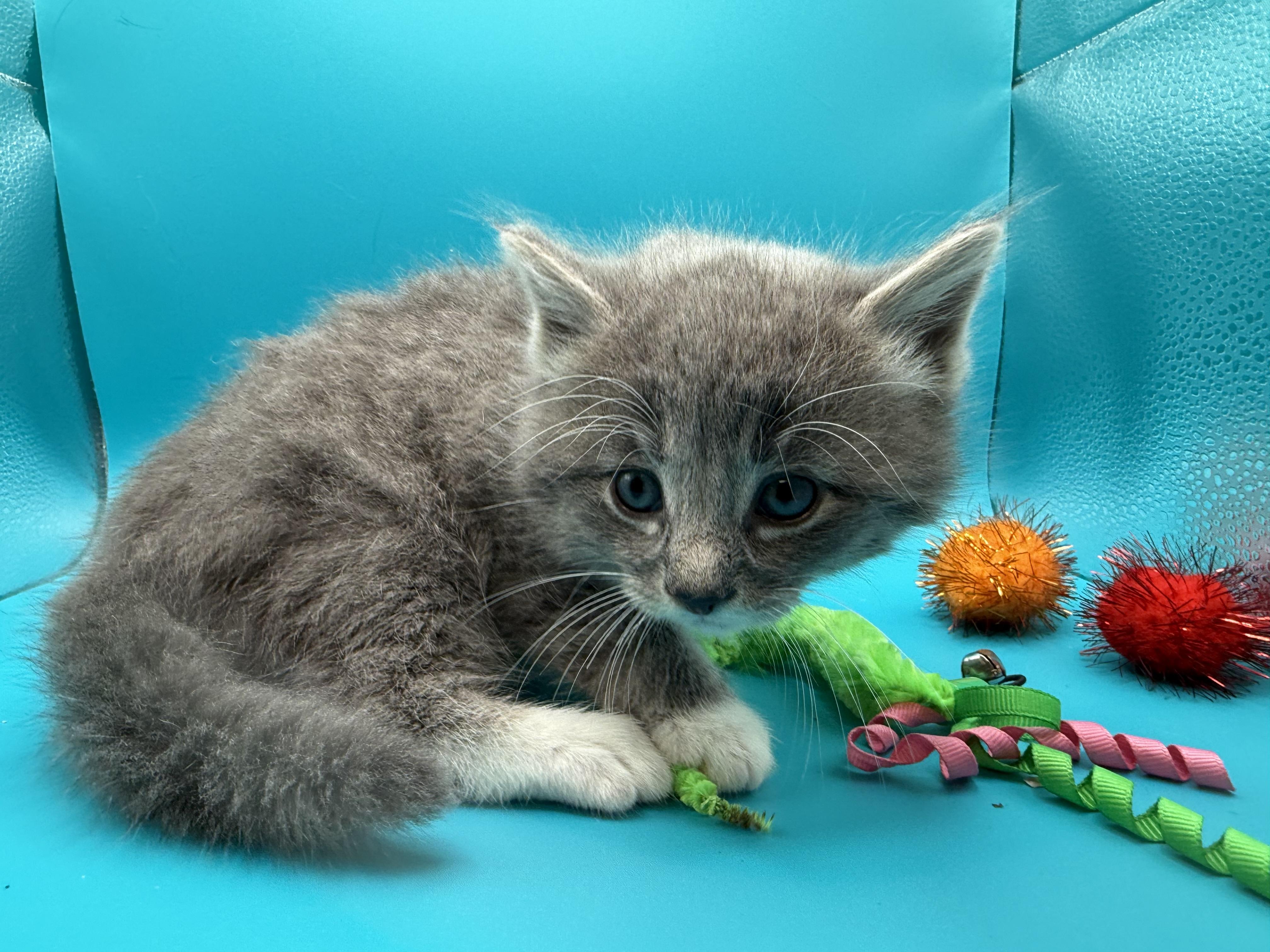 Enlarge Casper Jones, a Adoptable Domestic Long Hair in Galloway, NJ image 1/5