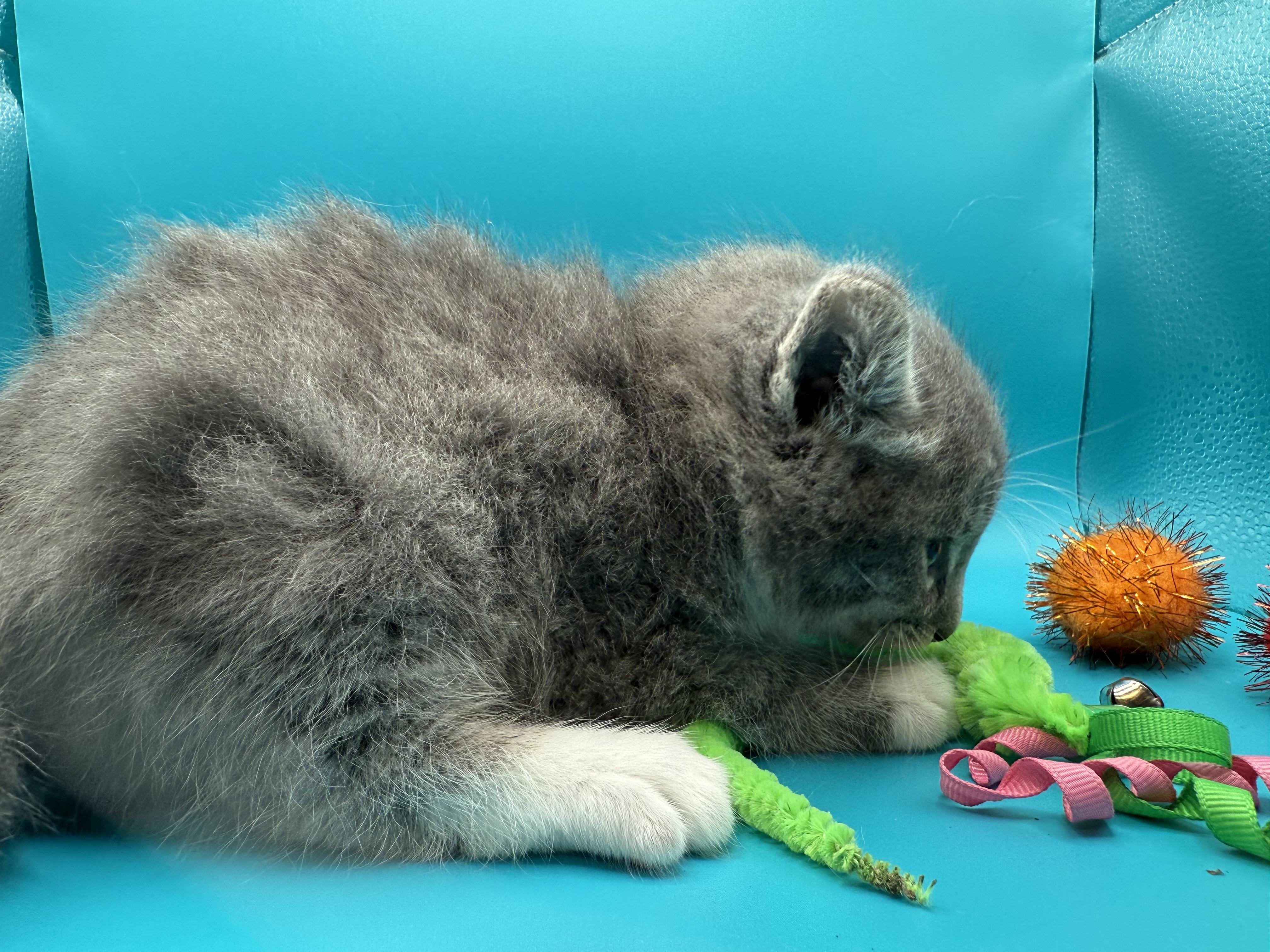 Enlarge Casper Jones, a Adoptable Domestic Long Hair in Galloway, NJ image 4/5