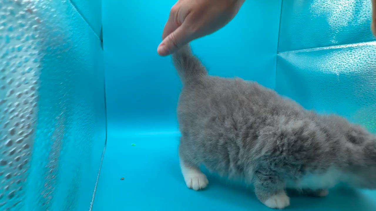 Enlarge Casper Jones, a Adoptable Domestic Long Hair in Galloway, NJ video 5/5