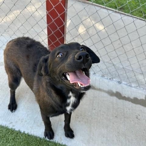 Fae, a ADOPTABLE Border Collie in Fayetteville, AR image 3/3