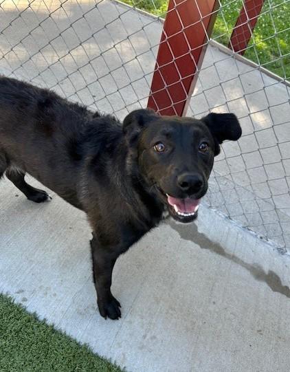 Fae, ADOPTABLE, Adult Female Border Collie.