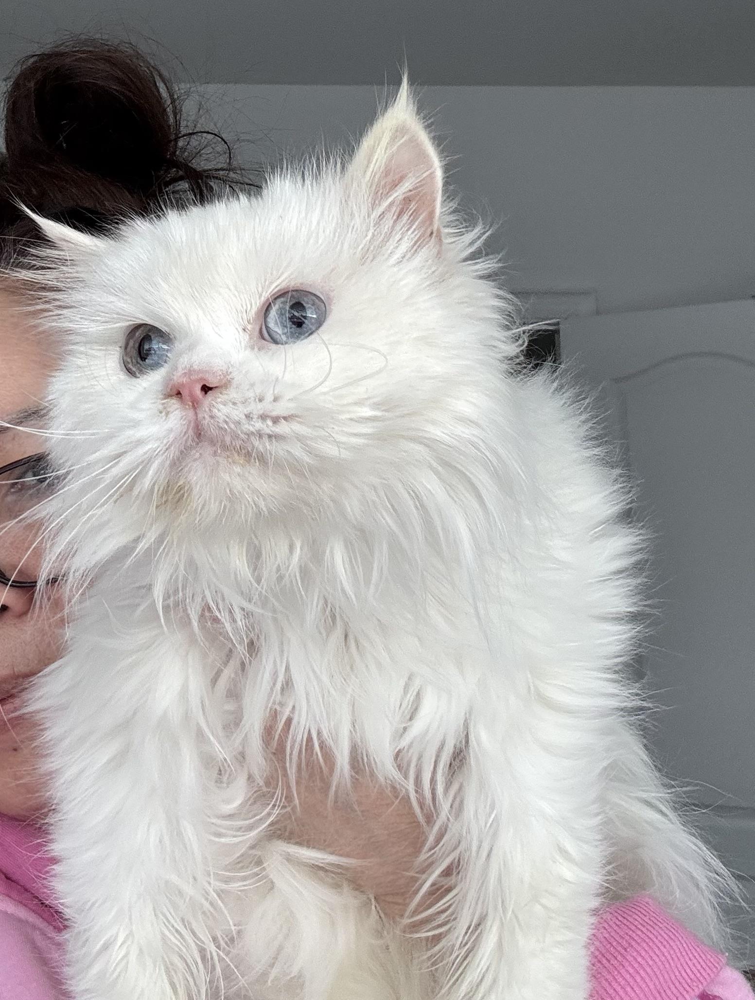 Enlarge Snowbean- Julia Hotaling, an adopted mixed breed in Brampton, ON image 1/6