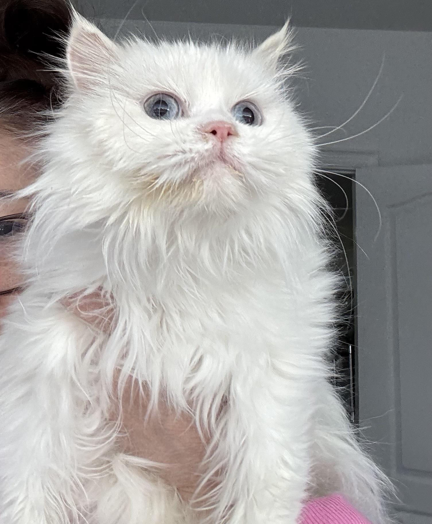 Enlarge Snowbean- Julia Hotaling, an adopted mixed breed in Brampton, ON image 4/6