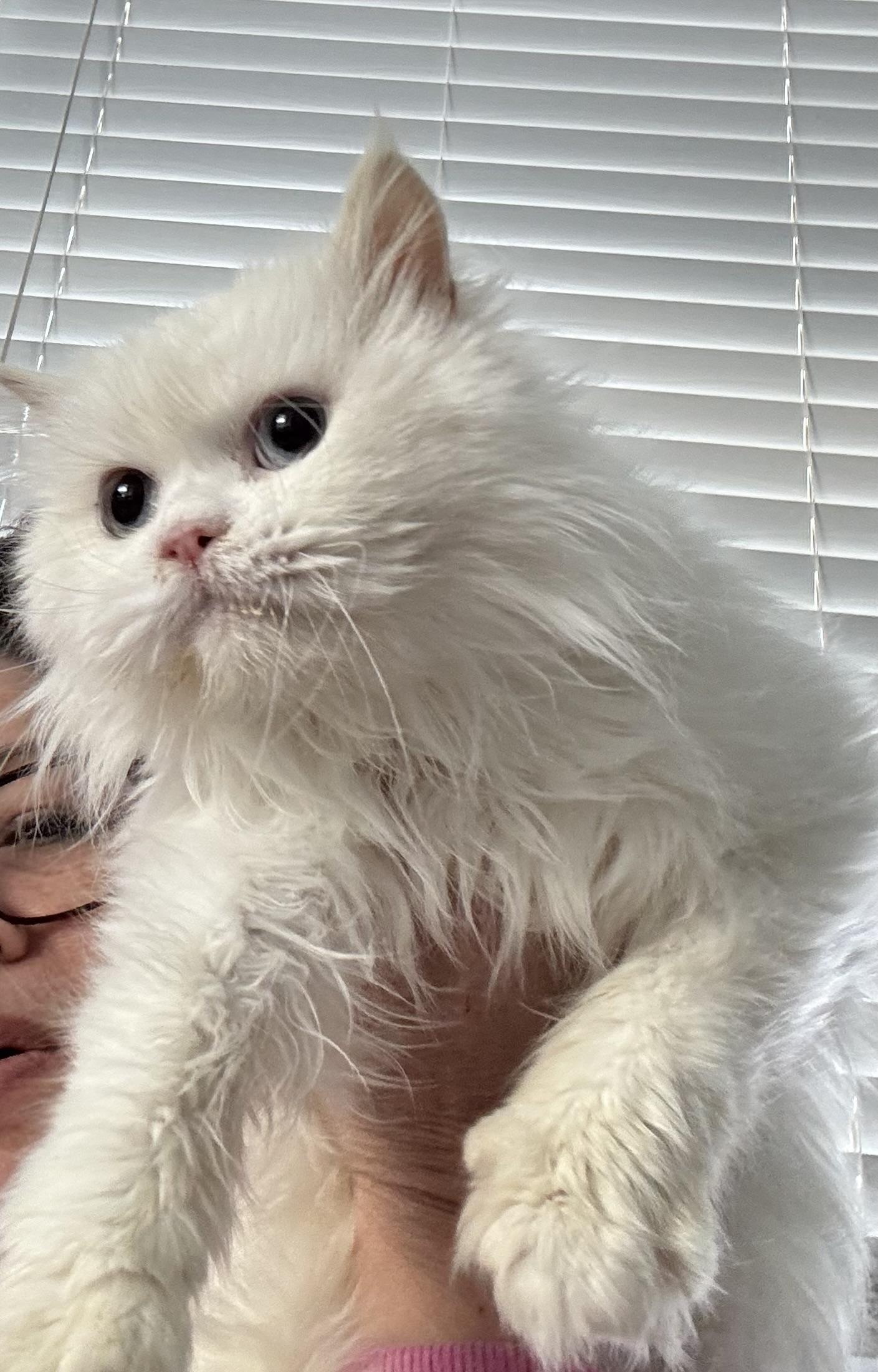 Enlarge Snowbean- Julia Hotaling, an adopted mixed breed in Brampton, ON image 6/6