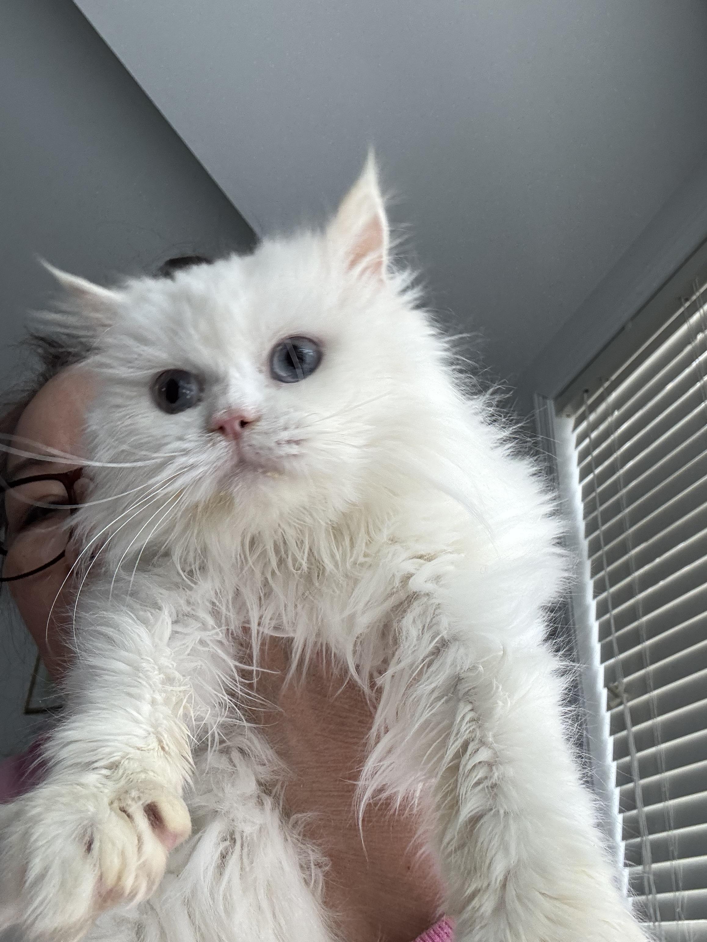 Enlarge Snowbean- Julia Hotaling, an adopted mixed breed in Brampton, ON image 5/6