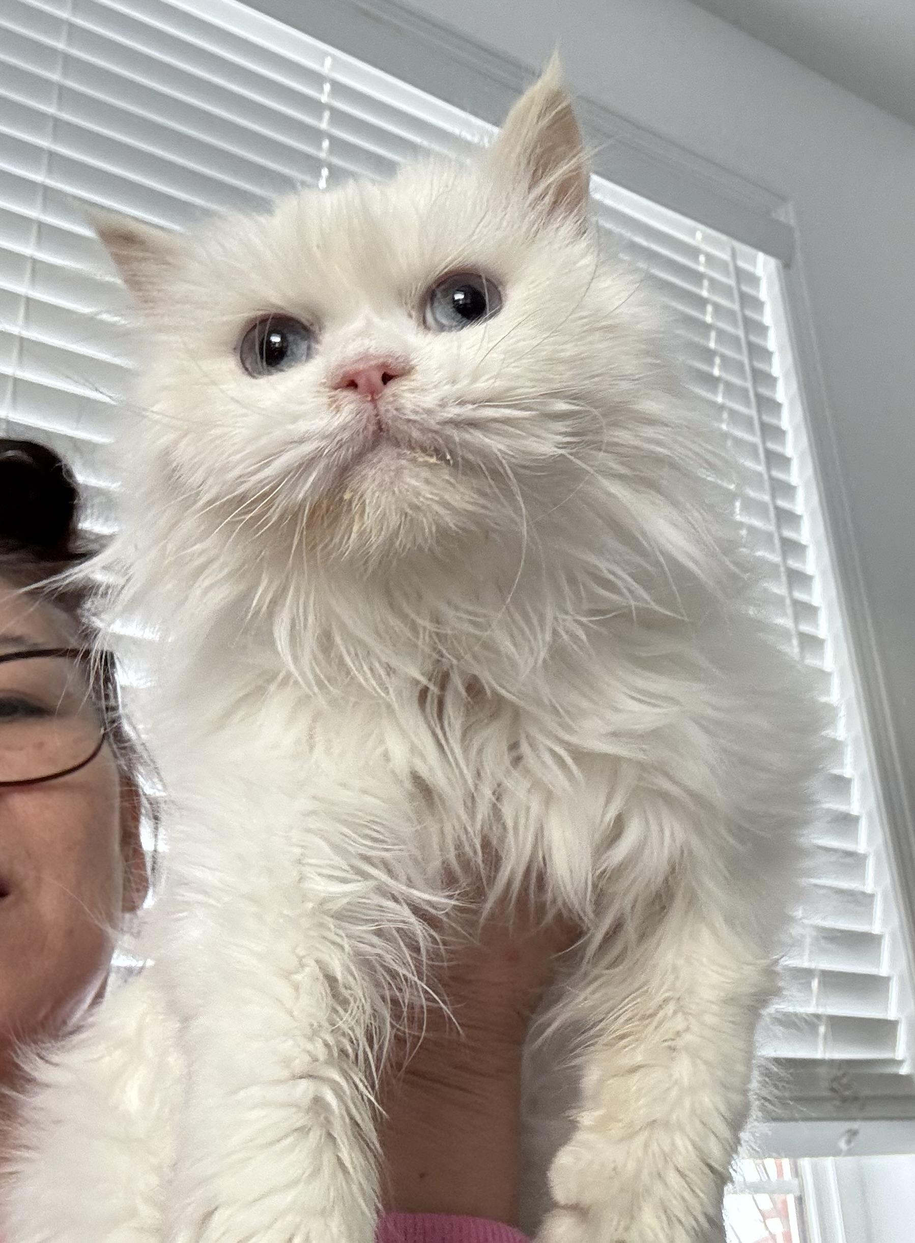 Enlarge Snowbean- Julia Hotaling, an adopted mixed breed in Brampton, ON image 3/6