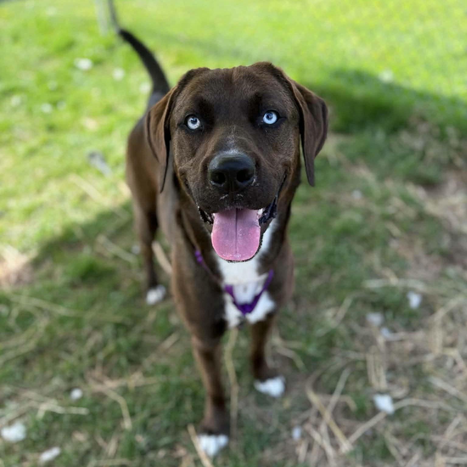 Enlarge Java, a Adoptable mixed breed in Syracuse, NY image 2/4
