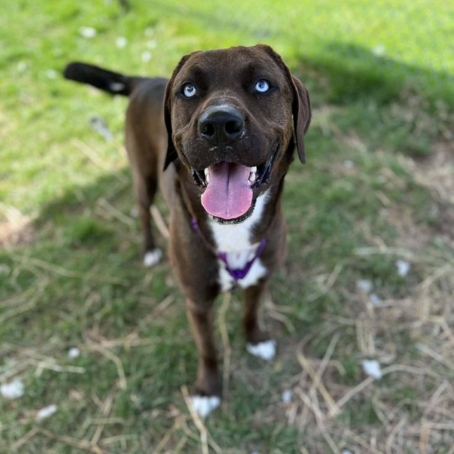 Enlarge Java, a Adoptable mixed breed in Syracuse, NY image 3/4