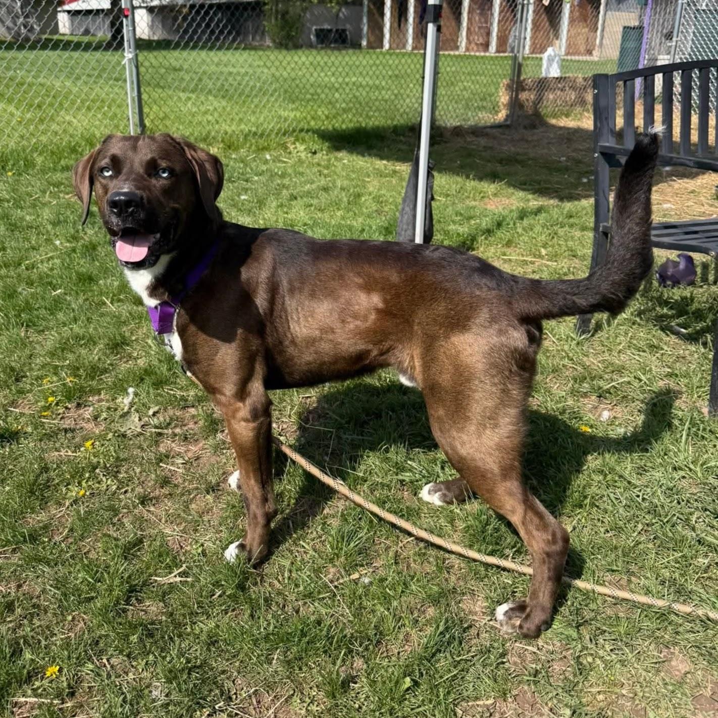 Enlarge Java, a Adoptable mixed breed in Syracuse, NY image 4/4