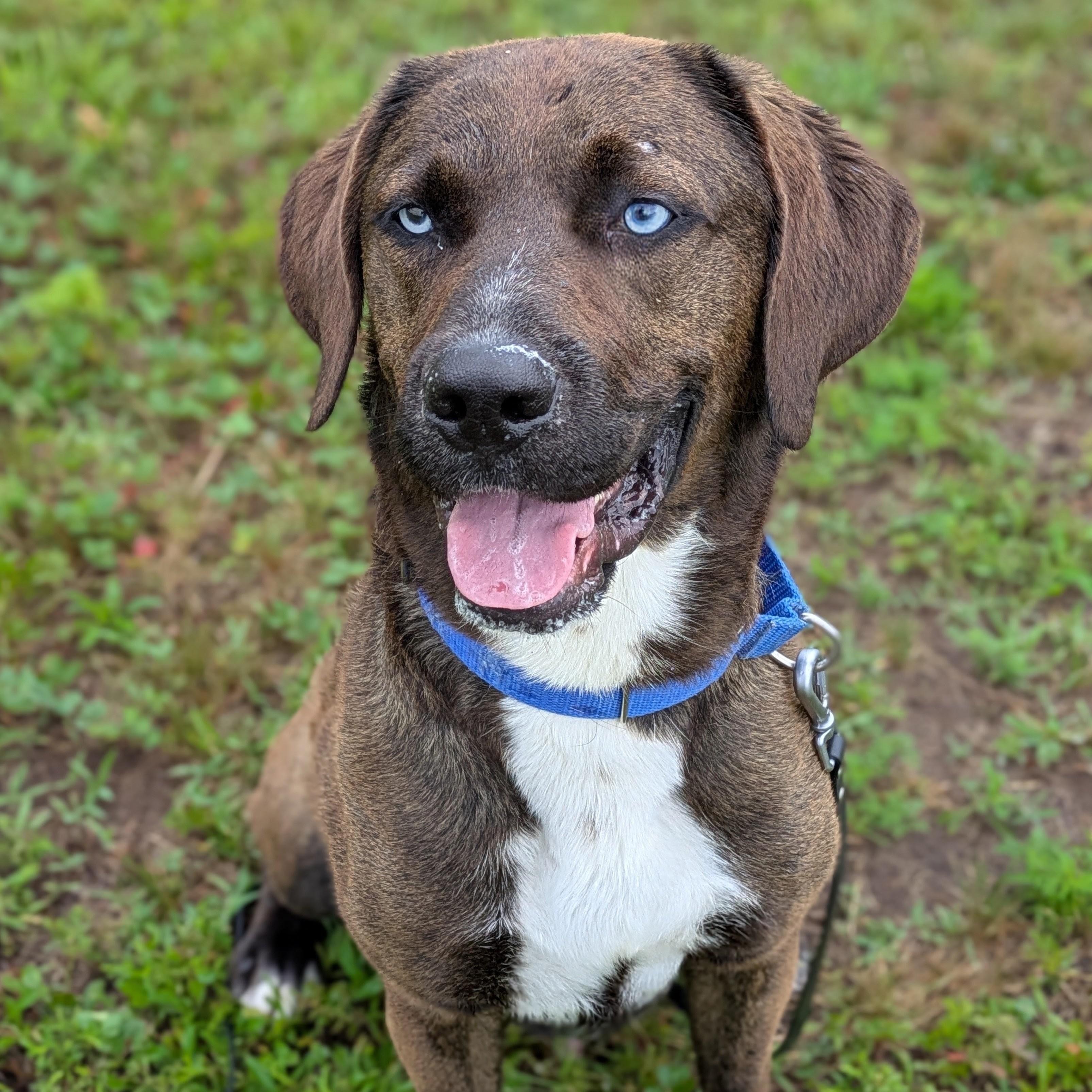 Enlarge Java, a Adoptable mixed breed in Syracuse, NY image 1/4