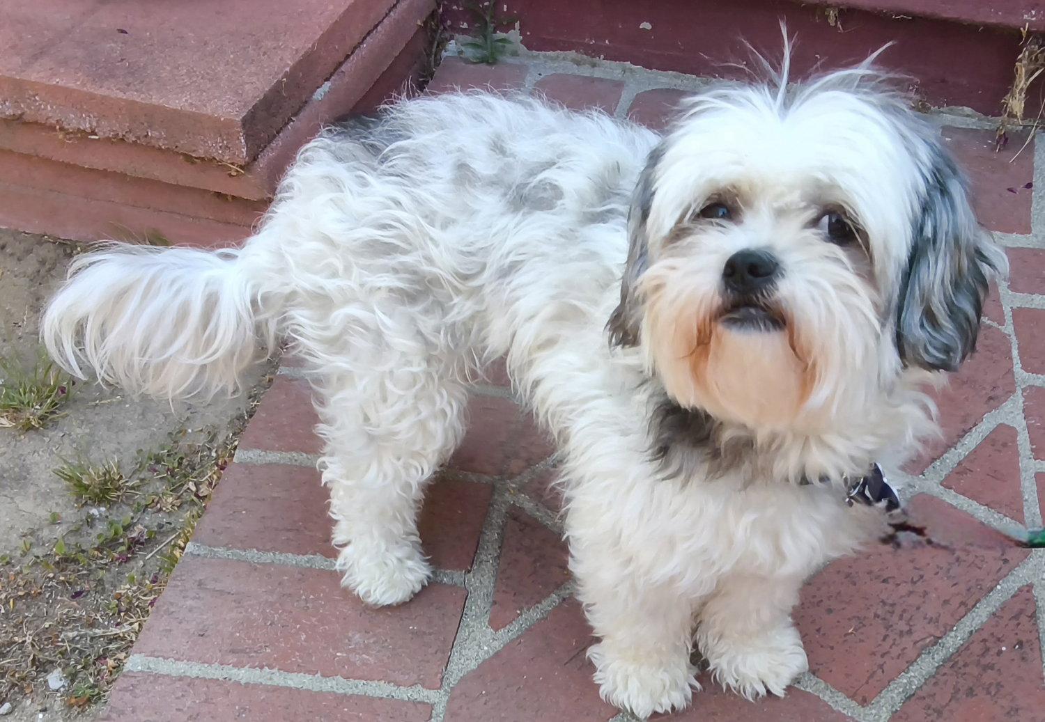 Spice, Adopted, Young Female Shih Tzu.
