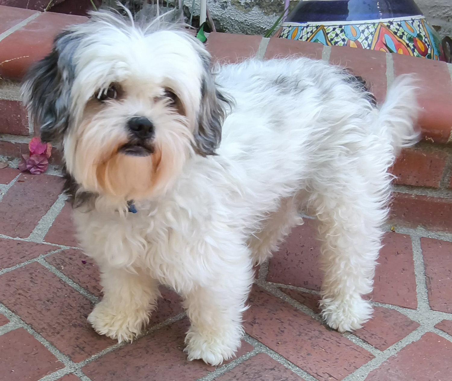 Enlarge Spice, a Adopted Shih Tzu in Los Angeles, CA image 2/3