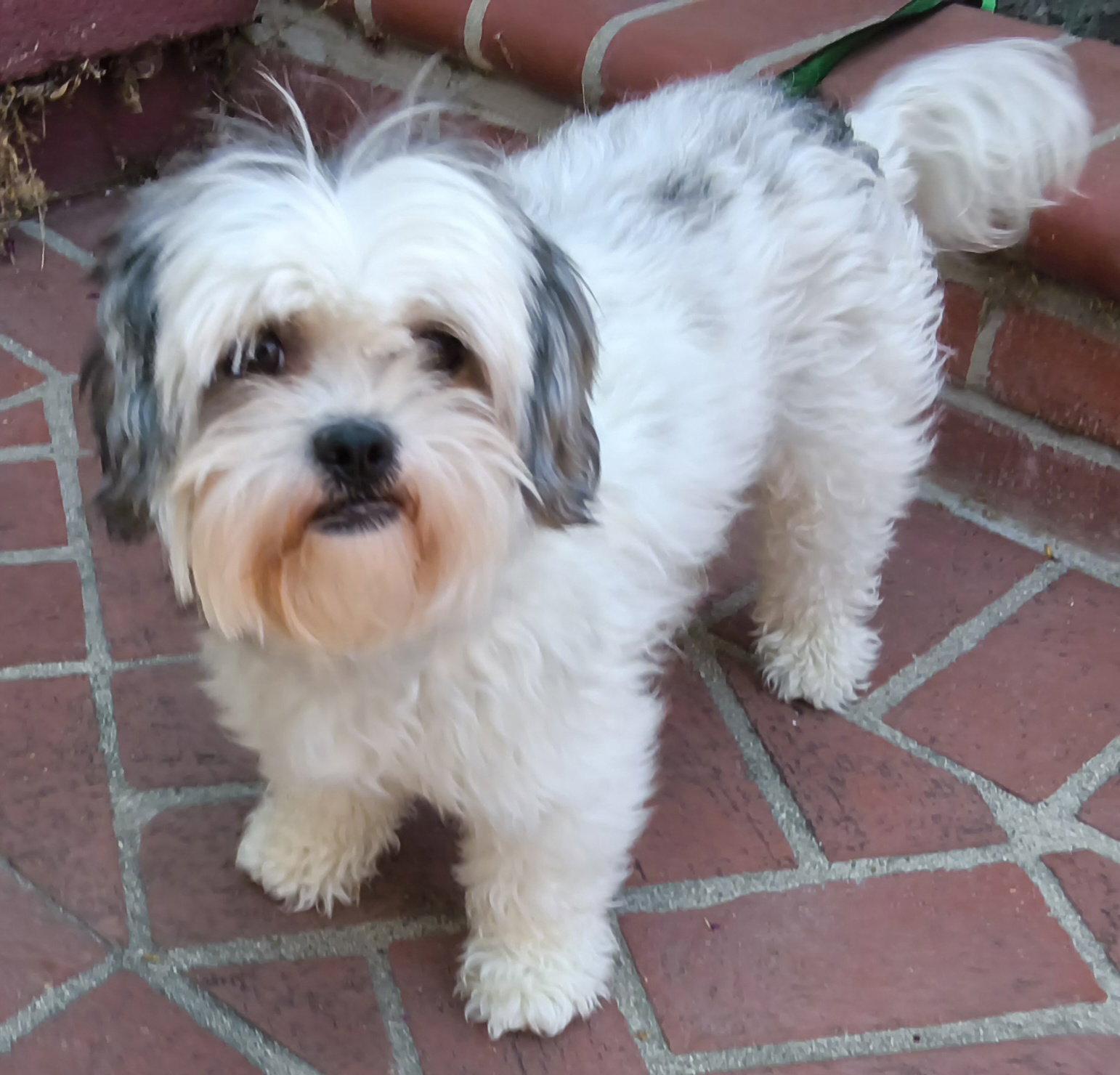 Enlarge Spice, a Adopted Shih Tzu in Los Angeles, CA image 3/3