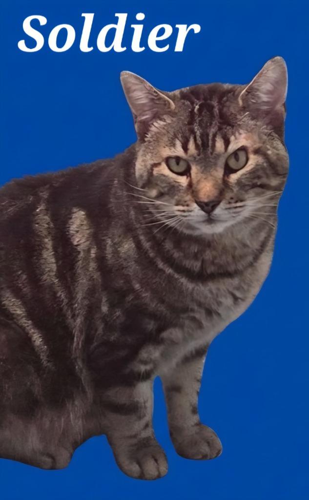 Enlarge Soldier, a Adoptable Domestic Short Hair in Rutherfordton, NC image 1/4