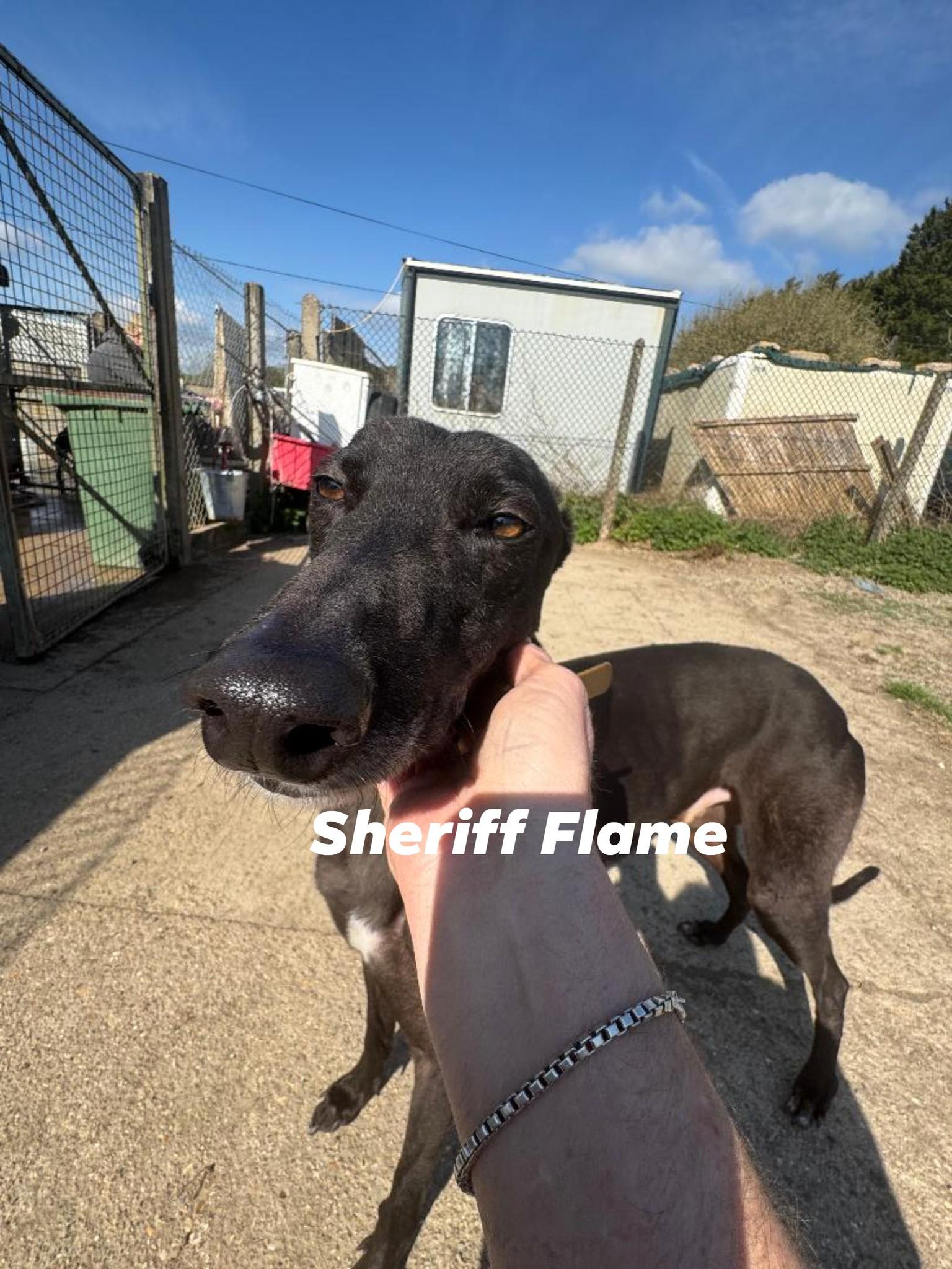 Sheriffs Flame (Blaze) photo 3