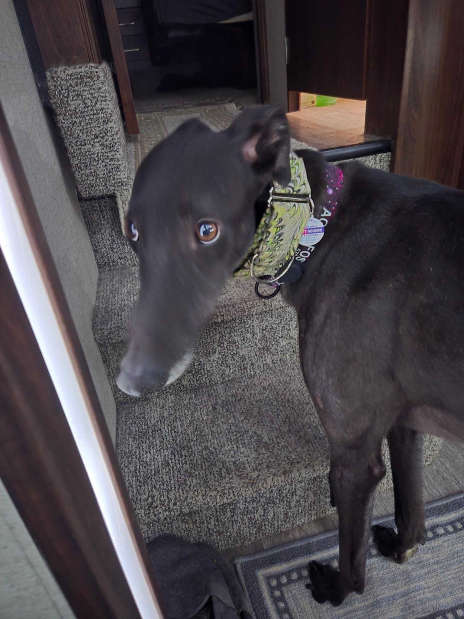 Sheriffs Flame (Blaze) photo 5