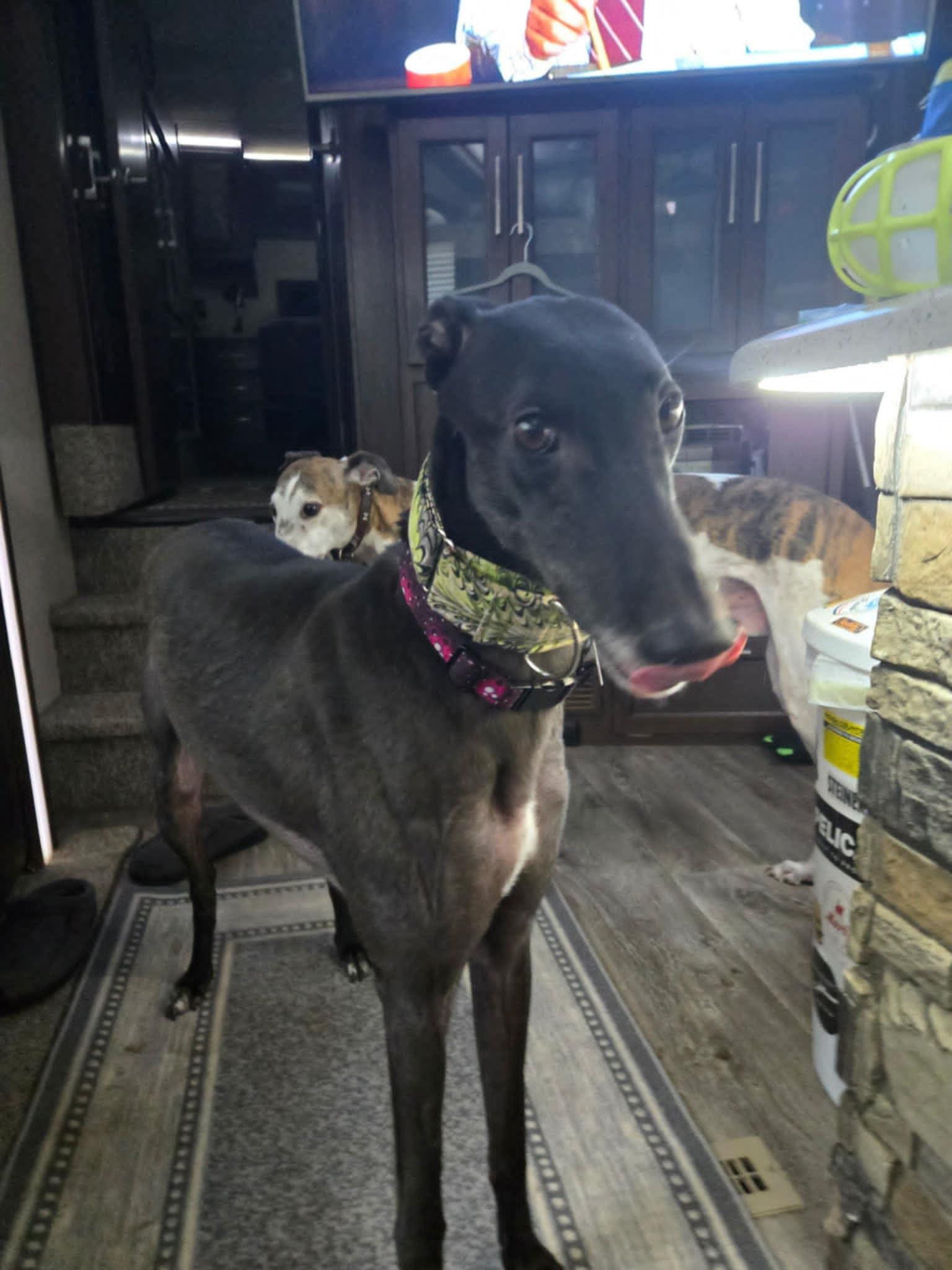 Sheriffs Flame (Blaze) photo 4
