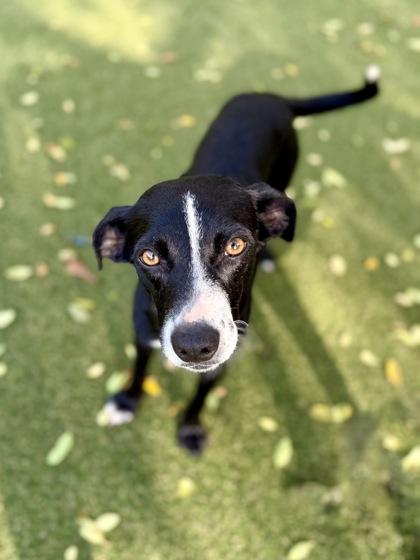 Nebula, Adoptable, Young Female Rat Terrier & Mixed Breed.