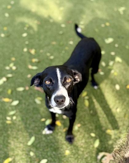 Enlarge Nebula, a Adoptable mixed breed in Picayune, MS image 2/3