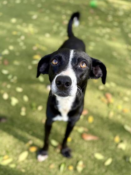 Enlarge Nebula, a Adoptable mixed breed in Picayune, MS image 3/3