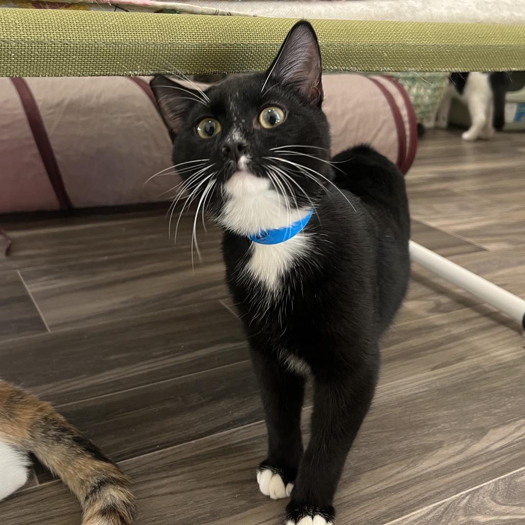 Enlarge Spike, a Adoptable Domestic Short Hair in Las Vegas, NV image 1/3