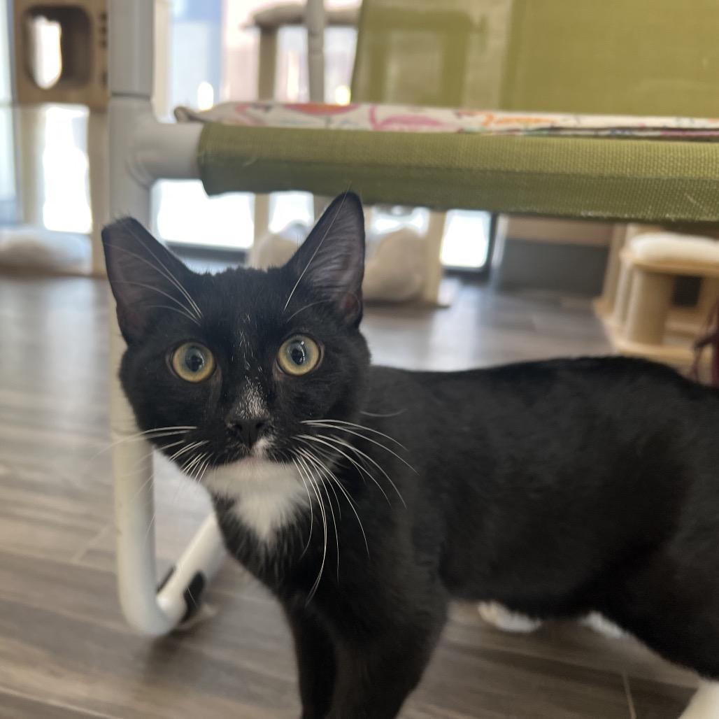 Enlarge Spike, a Adoptable Domestic Short Hair in Las Vegas, NV image 2/3