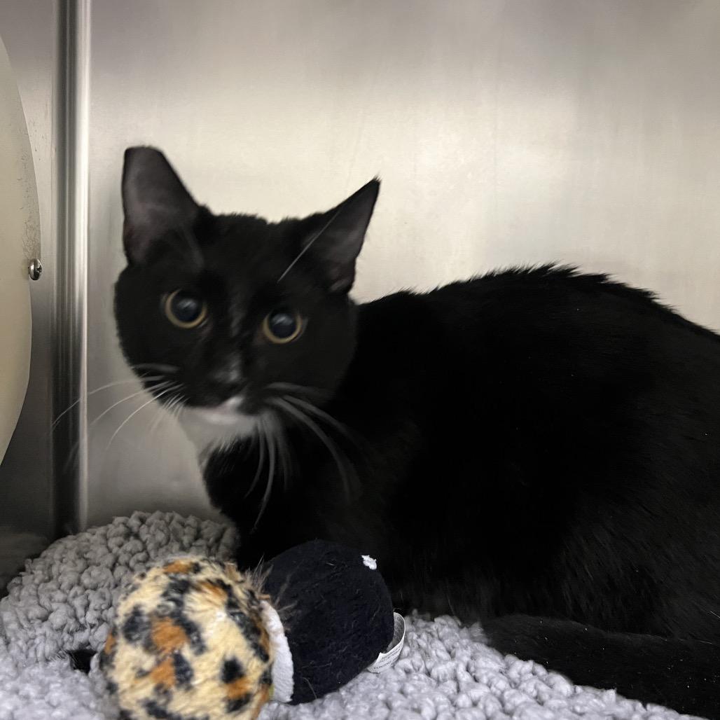 Enlarge Spike, a Adoptable Domestic Short Hair in Las Vegas, NV image 3/3