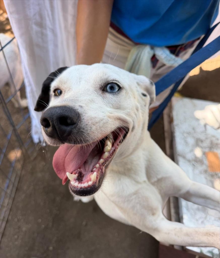 Ojitos, Adoptable, Adult Female Pointer & Catahoula Leopard Dog.
