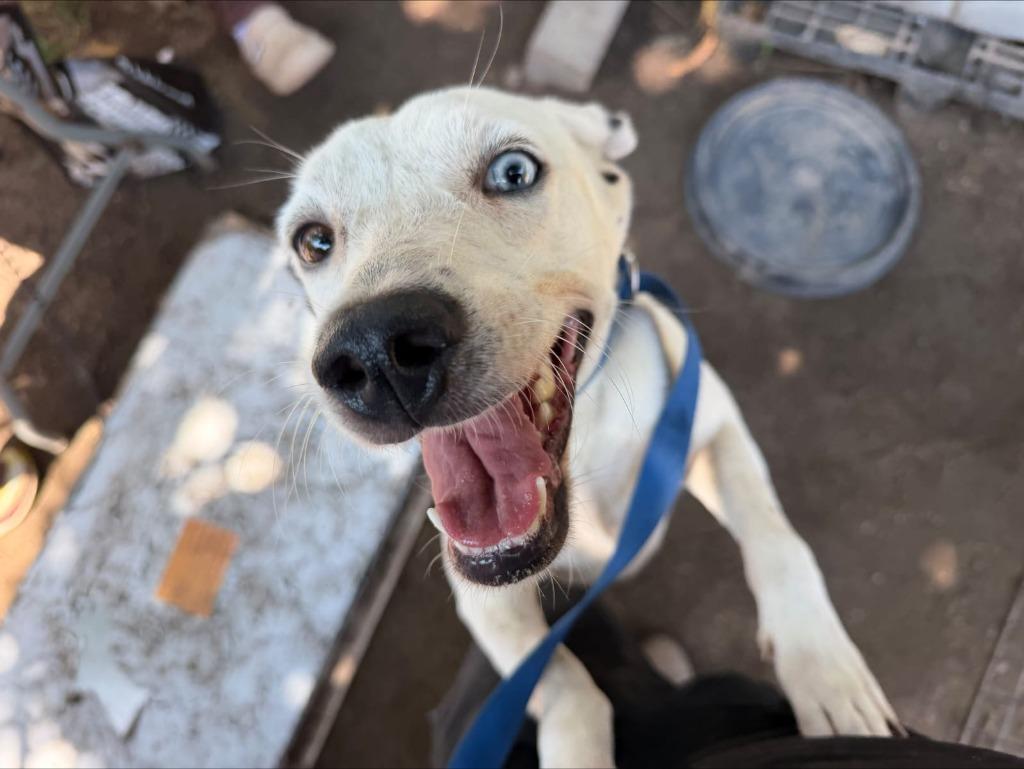 Enlarge Ojitos, a Adoptable mixed breed in San Diego, CA image 2/3