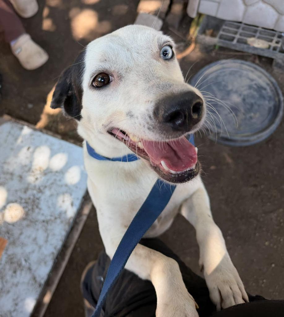 Enlarge Ojitos, a Adoptable mixed breed in San Diego, CA image 3/3