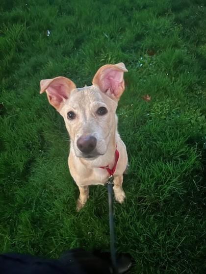 Izzy, Adoptable, Puppy Female Retriever & Mixed Breed.