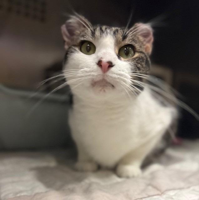 Enlarge Sushi, a Adoptable mixed breed in Ladysmith, WI image 1/4