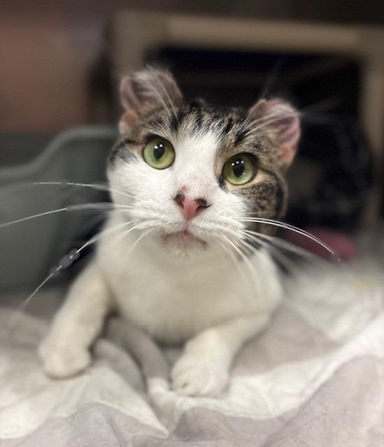 Enlarge Sushi, a Adoptable mixed breed in Ladysmith, WI image 2/4