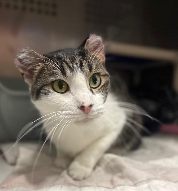 Enlarge Sushi, a Adoptable mixed breed in Ladysmith, WI image 3/4