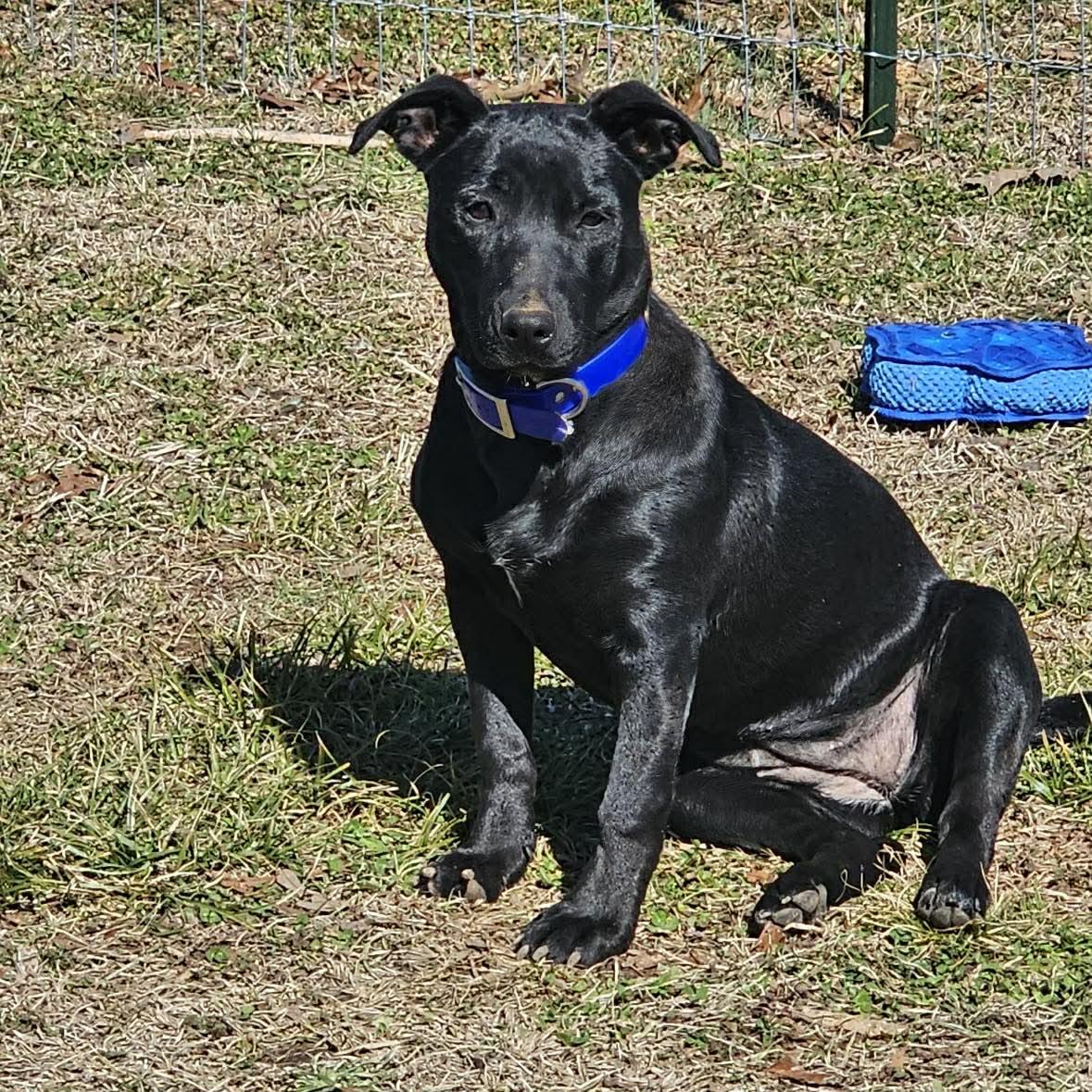 Shy, Adoptable, Puppy Female Mixed Breed.
