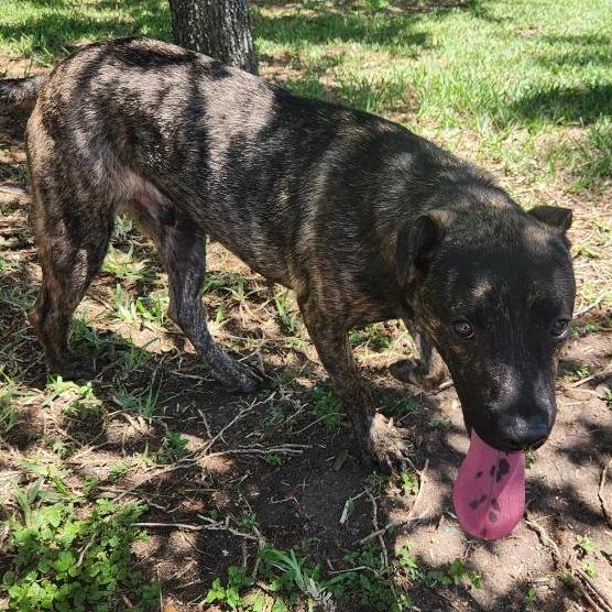 Murph, Adoptable, Adult Male Hound & Mixed Breed.