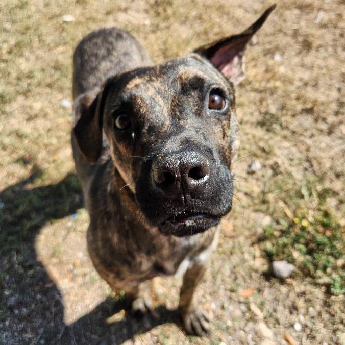 Enlarge Murph, a Adoptable mixed breed in Corpus Christi, TX image 2/5