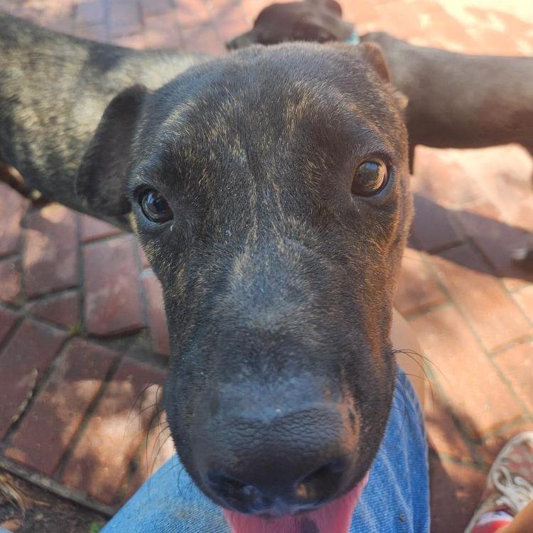 Enlarge Murph, a Adoptable mixed breed in Corpus Christi, TX image 3/5