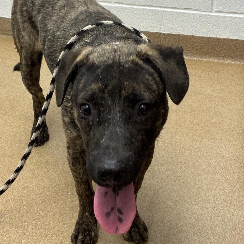 Enlarge Murph, a Adoptable mixed breed in Corpus Christi, TX image 4/5