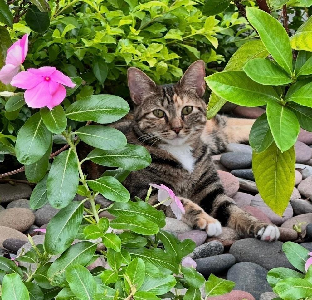 Poppy, Adoptable, Kitten Female American Shorthair.