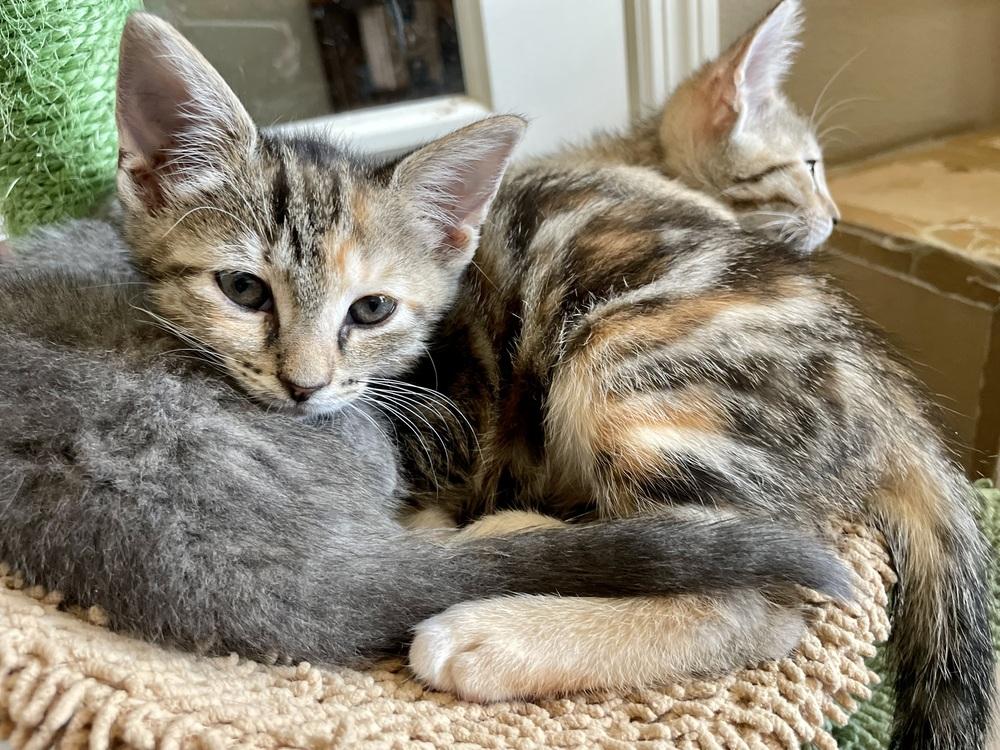 Enlarge Poppy, a Adoptable mixed breed in Tampa, FL image 2/4