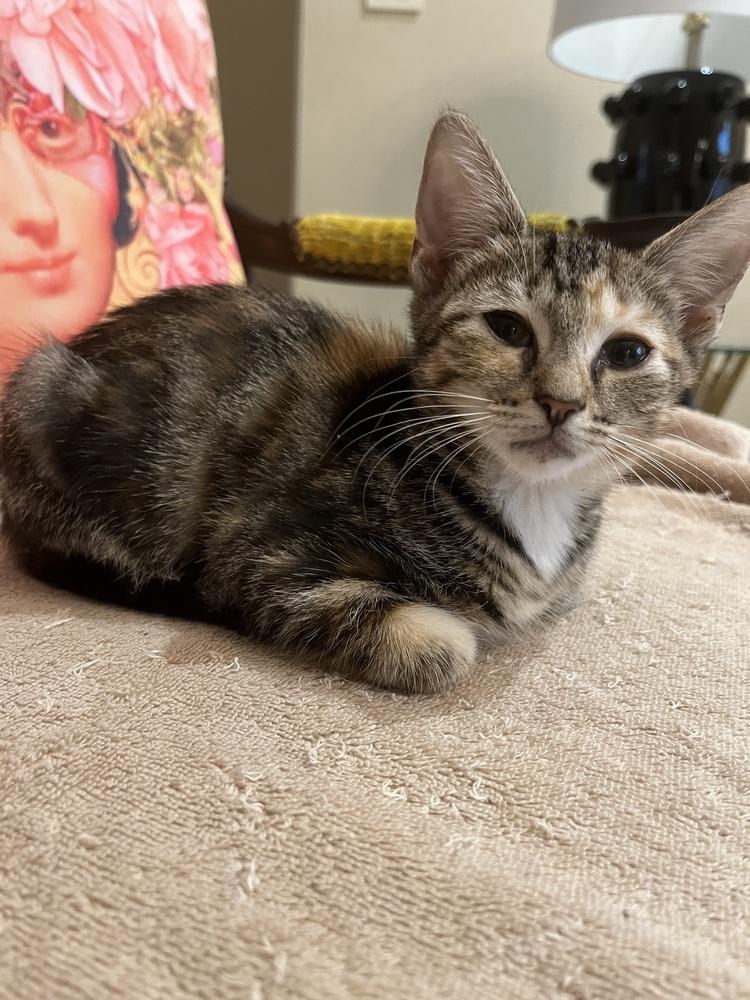 Enlarge Poppy, a Adoptable mixed breed in Tampa, FL image 3/4