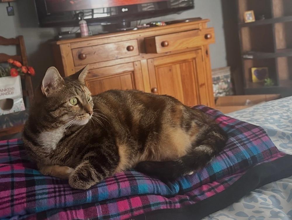 Enlarge Poppy, a Adoptable mixed breed in Tampa, FL image 4/4