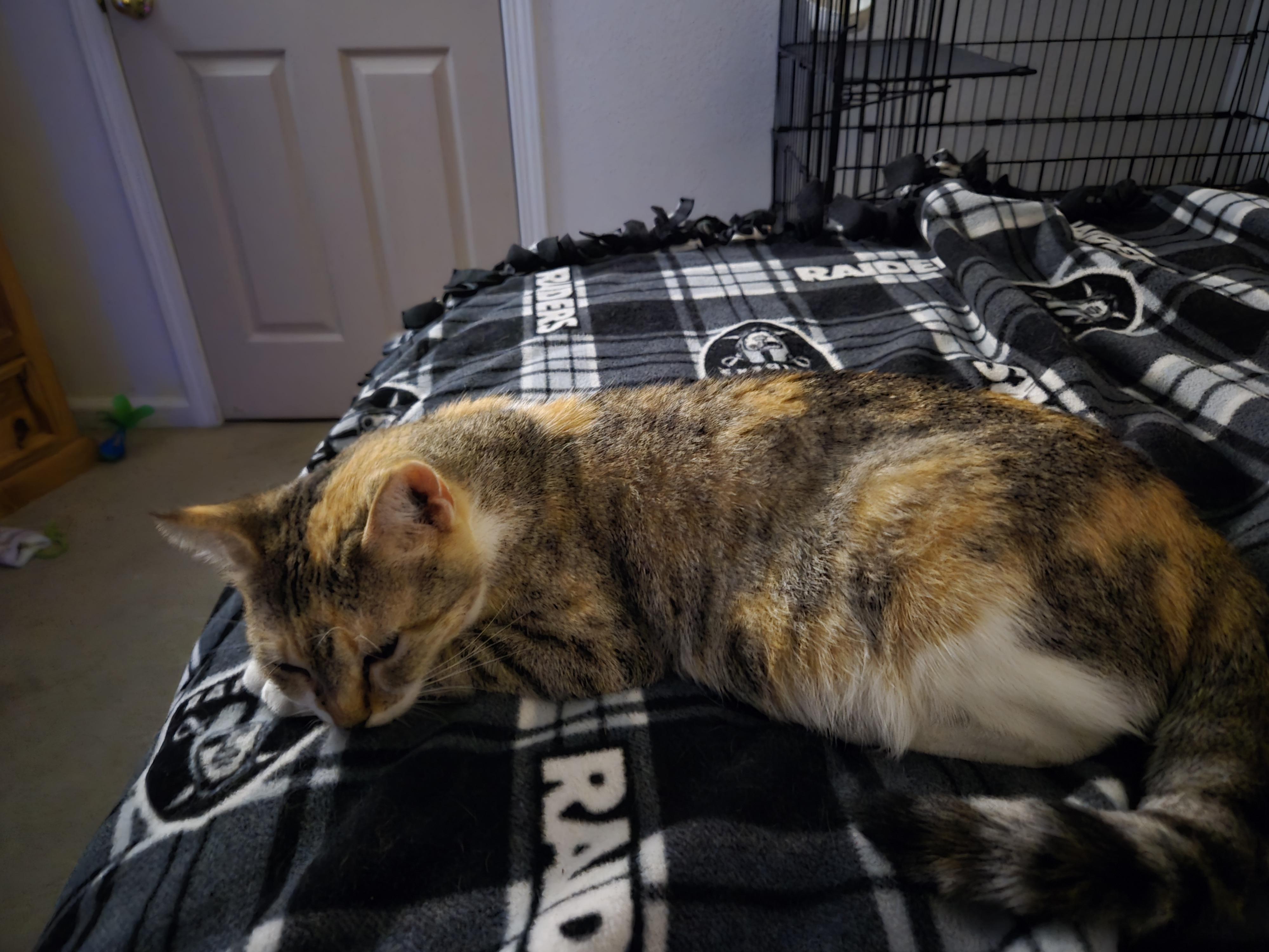 Noel, Adult Female unknown