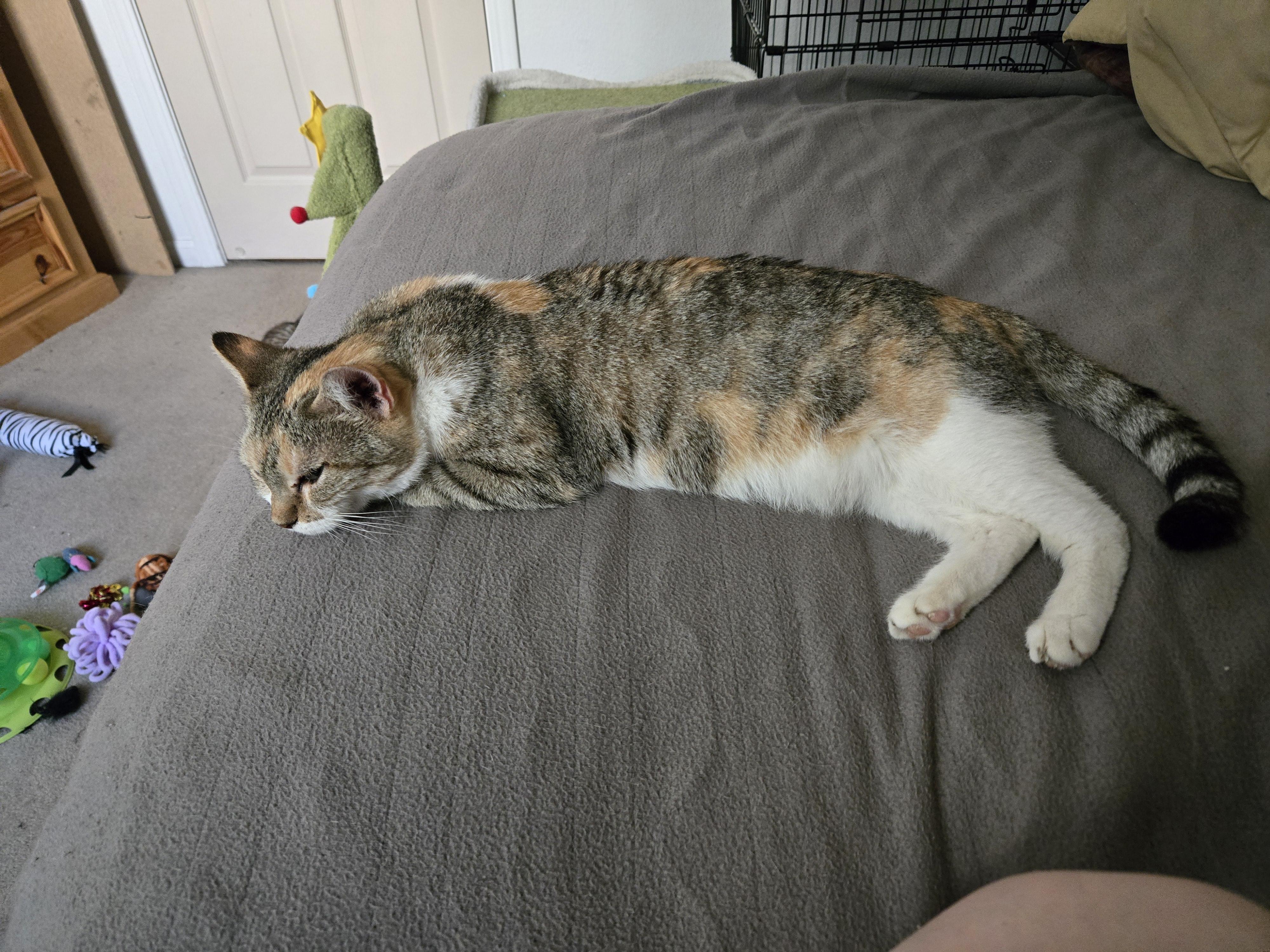 Enlarge Noel, a Adoptable mixed breed in Tracy, CA image 2/4