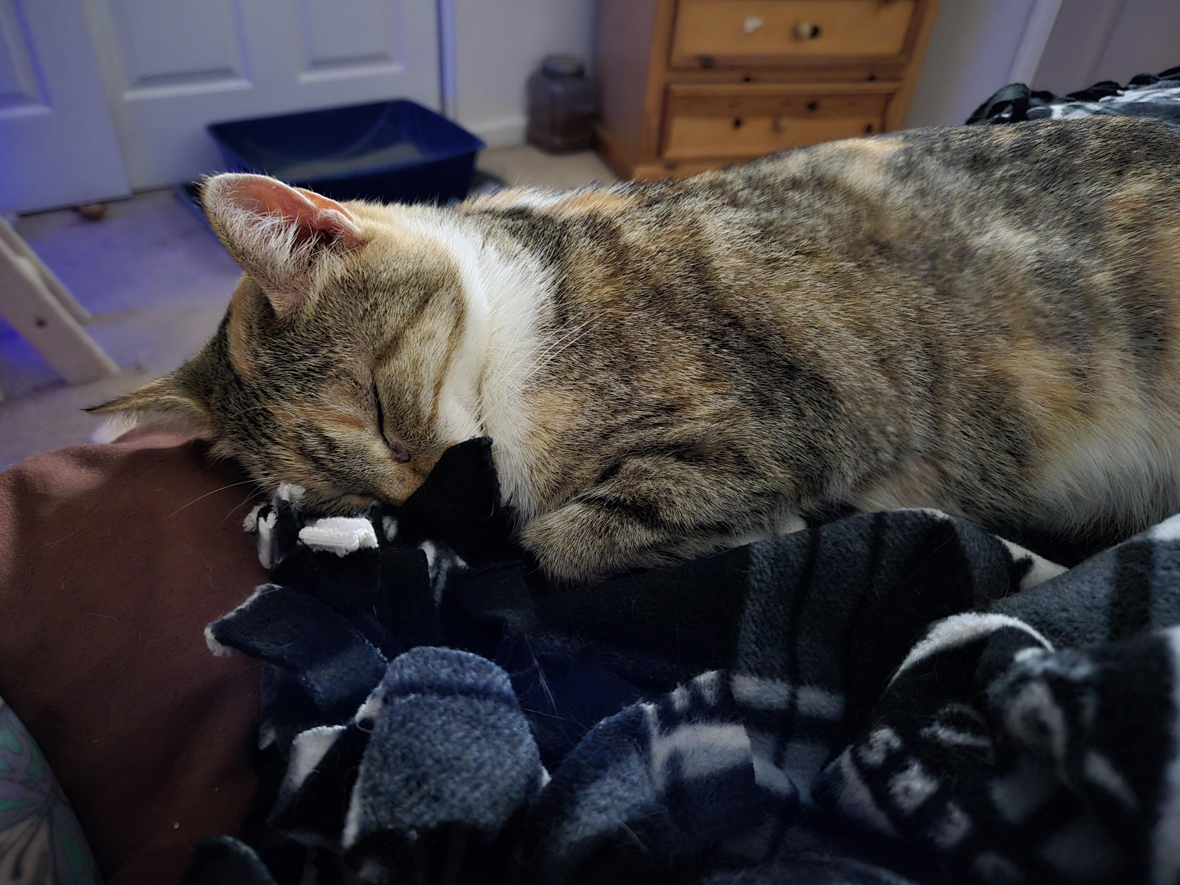 Enlarge Noel, a Adoptable mixed breed in Tracy, CA image 3/4