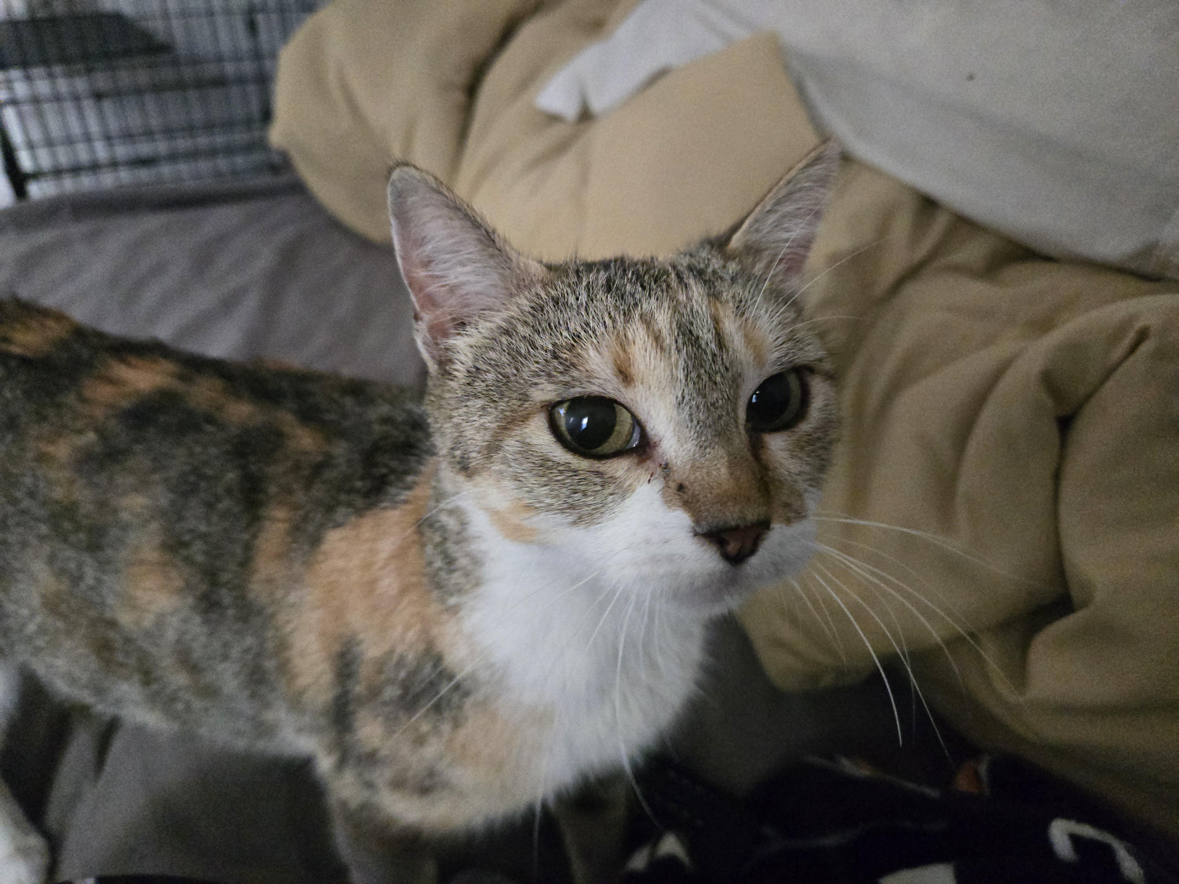 Enlarge Noel, a Adoptable mixed breed in Tracy, CA image 4/4