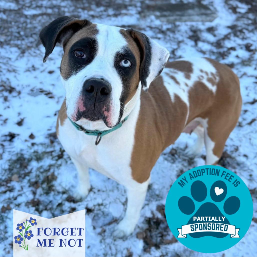 Georgia, Adoptable, Adult Female Mixed Breed.