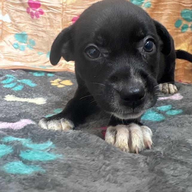 Okra, Adoptable, Puppy Female Black Labrador Retriever & Mixed Breed.