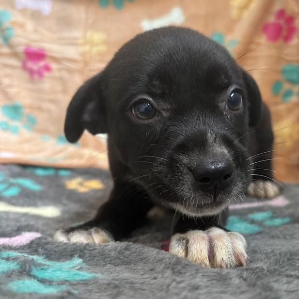 Enlarge Okra, a Adoptable mixed breed in North Charleston, SC image 2/6